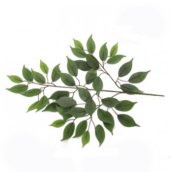 防曬榕樹葉 防曬榕樹葉